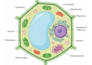 create a medical anatomy diagrams and scientific vector artwork